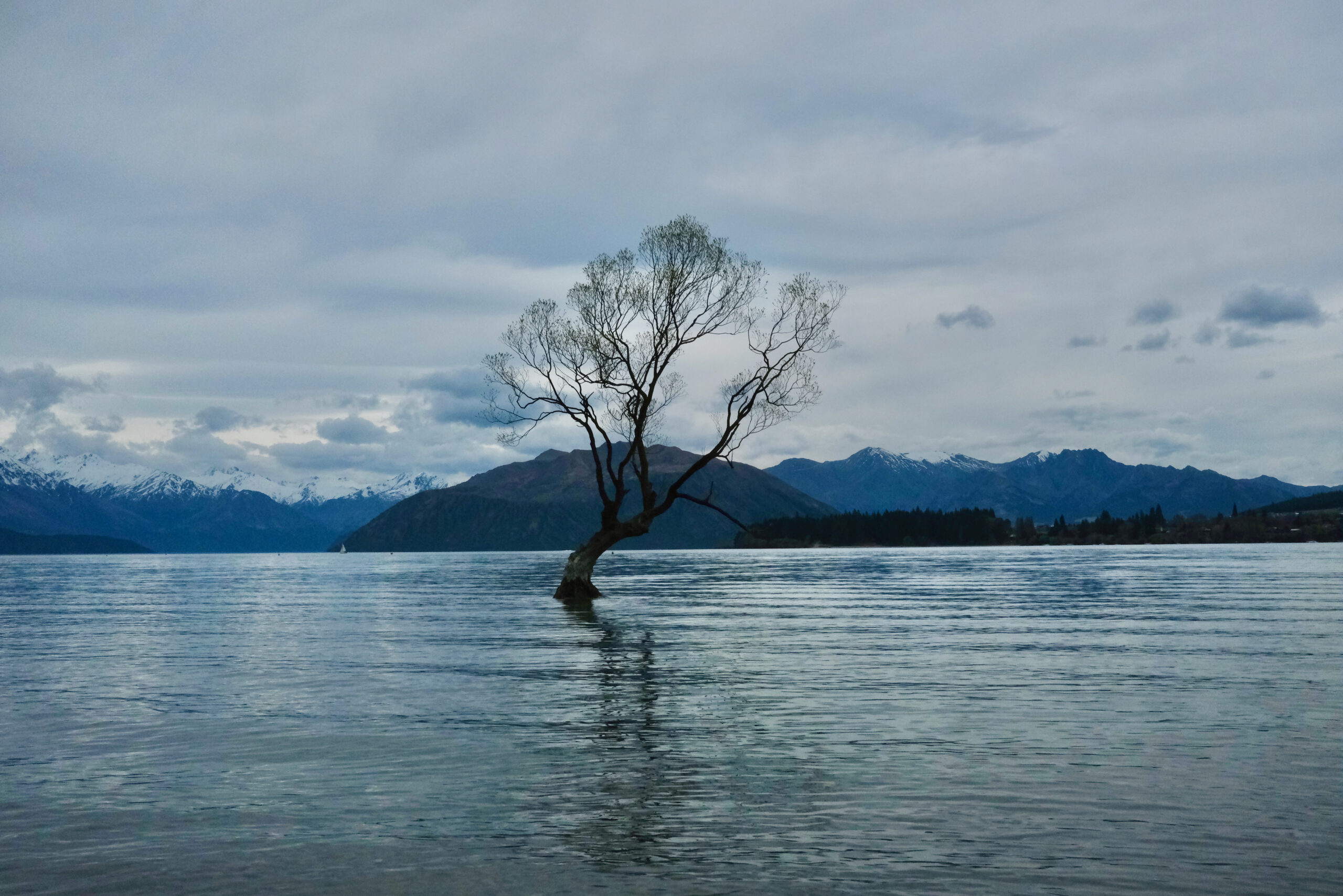 That Wanaka Tree, the famous lone willow tree standing in Lake Wanaka, New Zealand