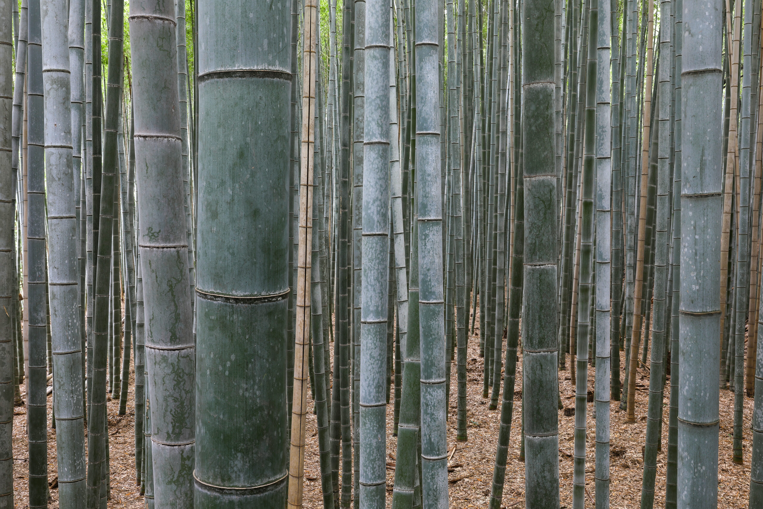 Towering bamboo stalks in the Arashiyama Bamboo Grove, Kyoto