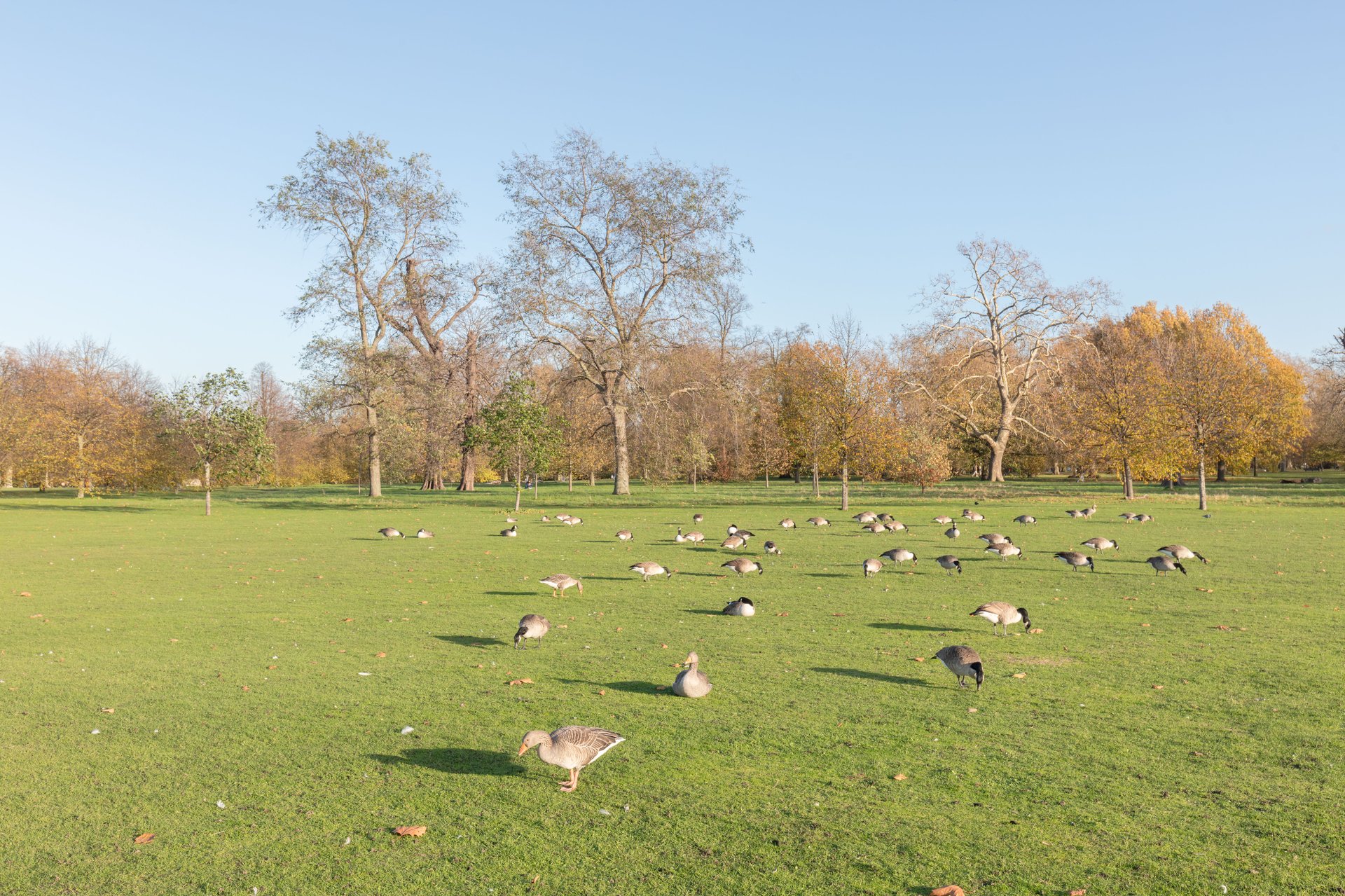 Kensington Gardens parkland in London