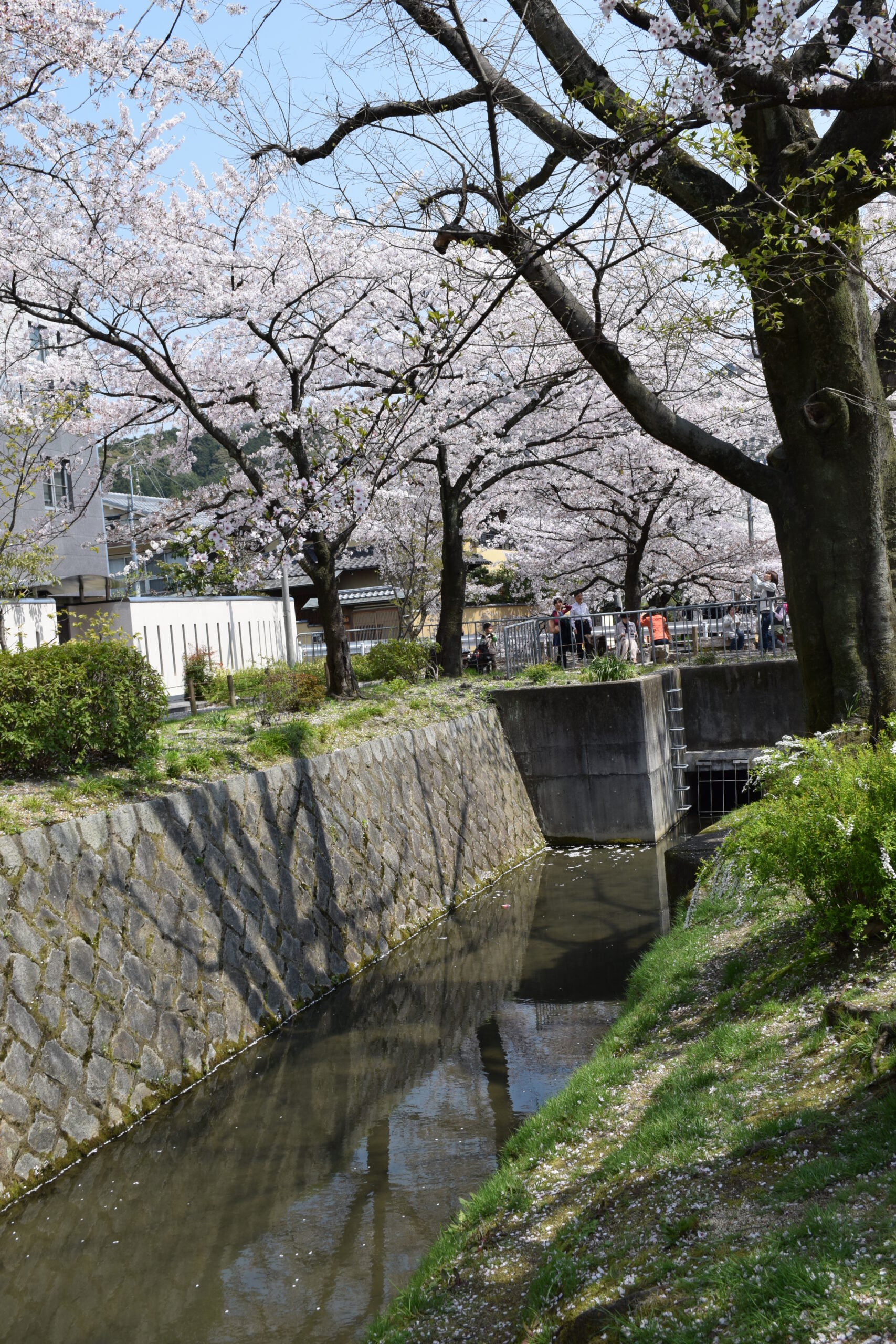 Cherry blossoms along the Philosopher's Path, Kyoto