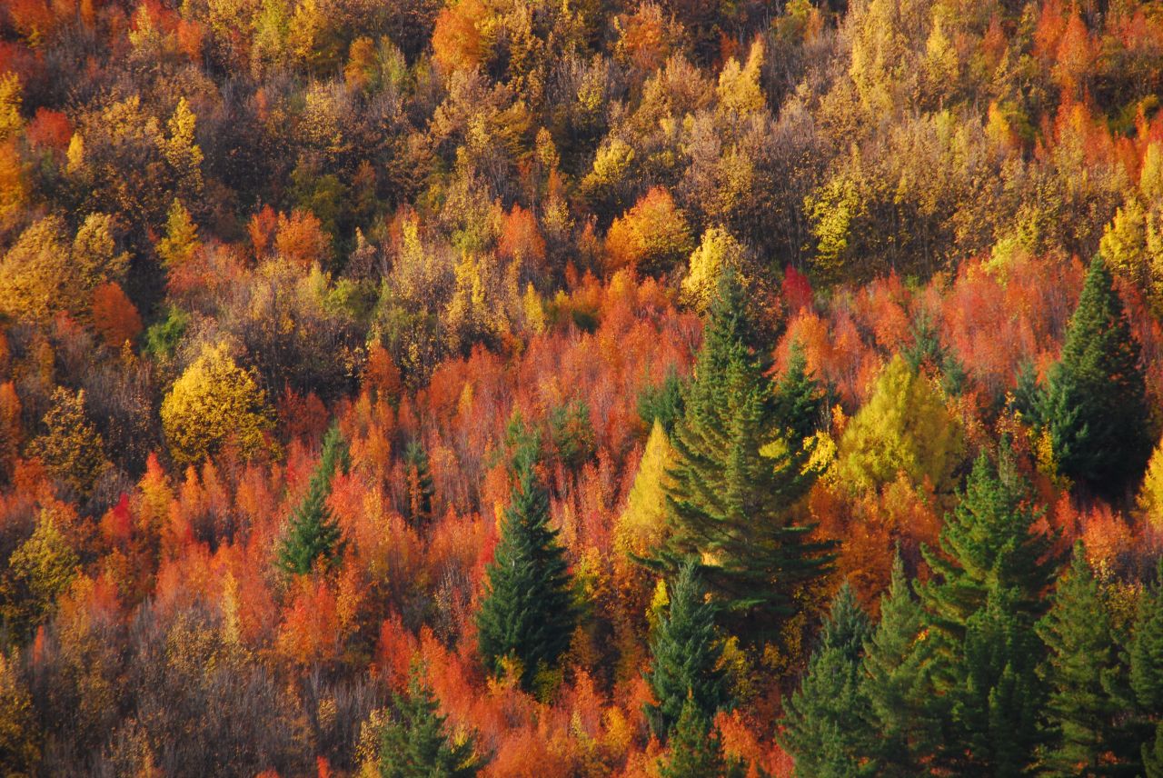Autumn foliage in brilliant red and gold colours in Arrowtown, New Zealand
