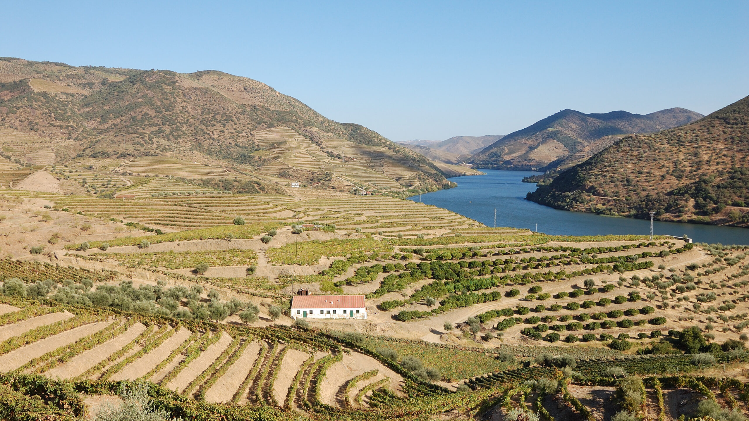 Terraced vineyards in the Douro Valley