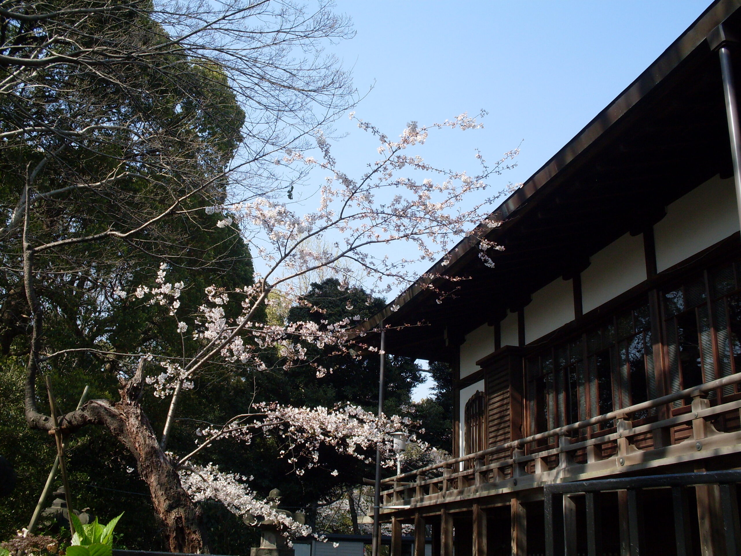 Cherry blossoms in Ueno Park, Tokyo