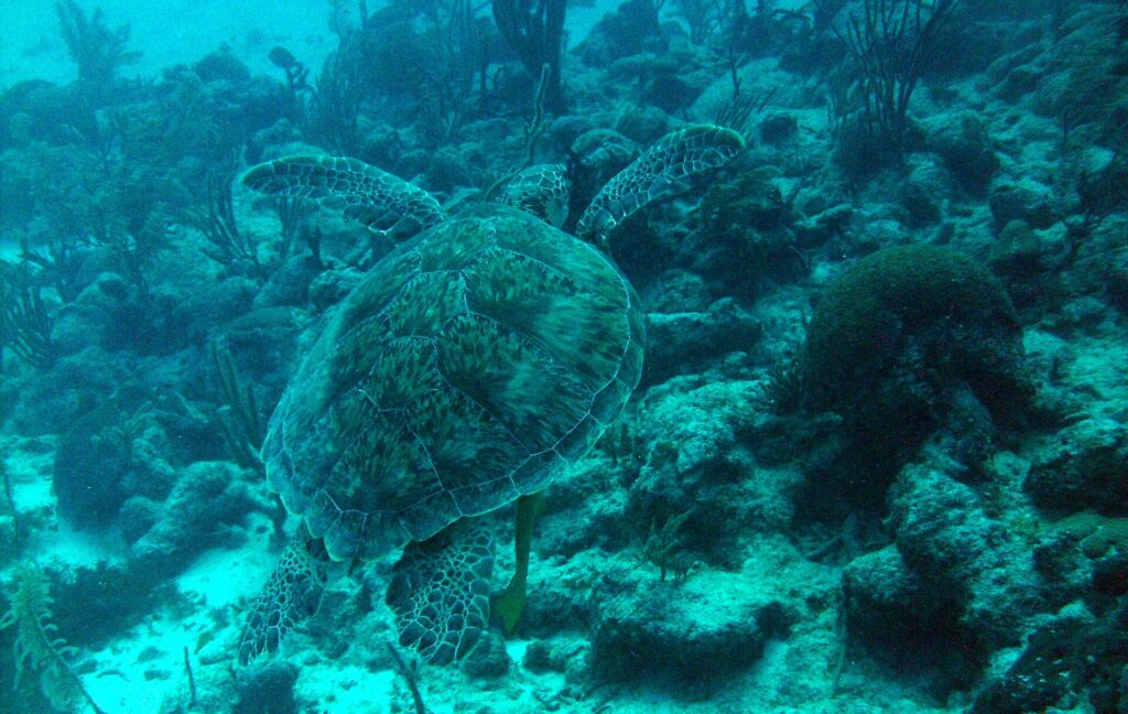 A diver in the clear water at Akumal