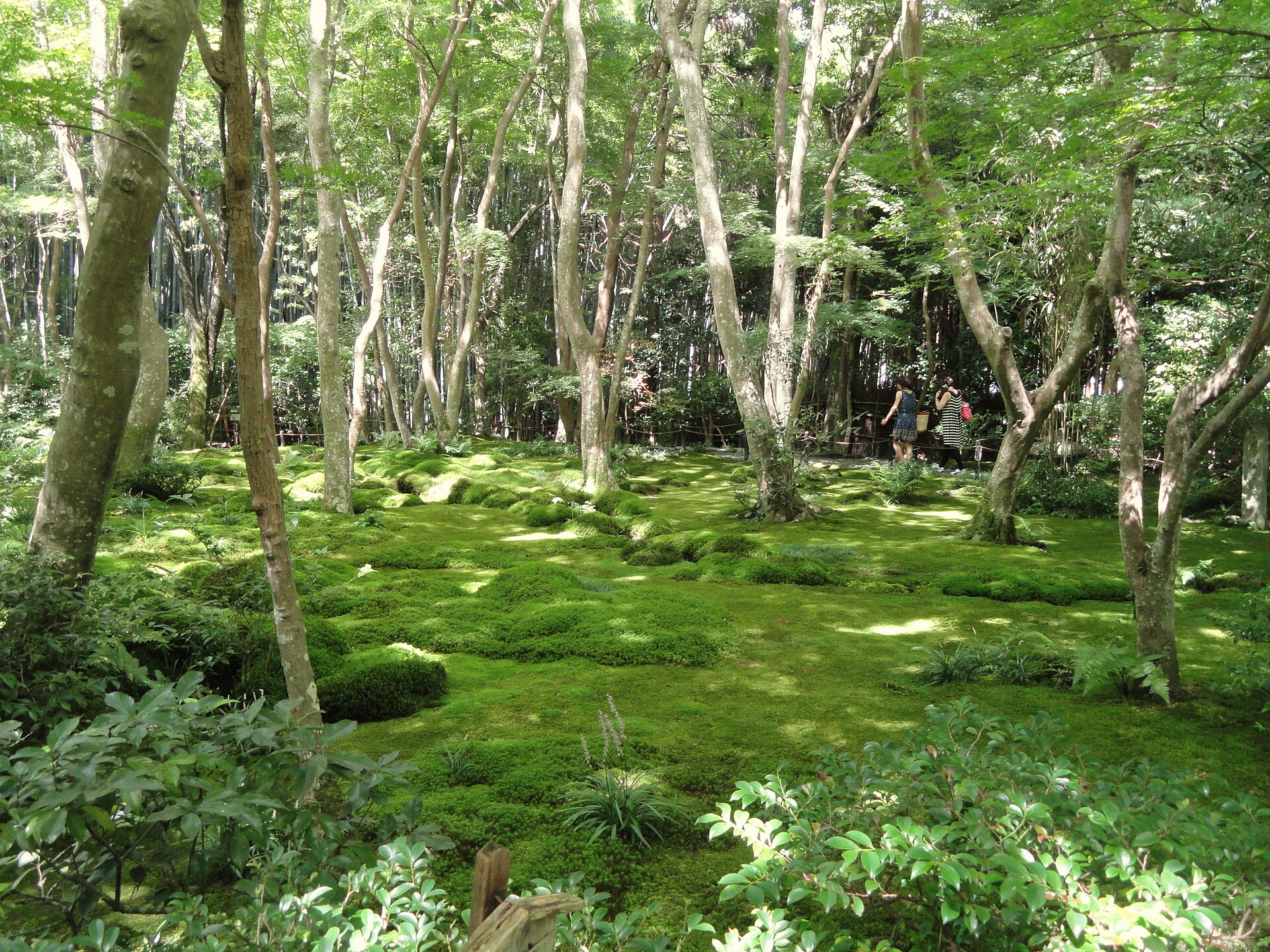 Moss garden and bamboo grove at Gio-ji temple in Kyoto