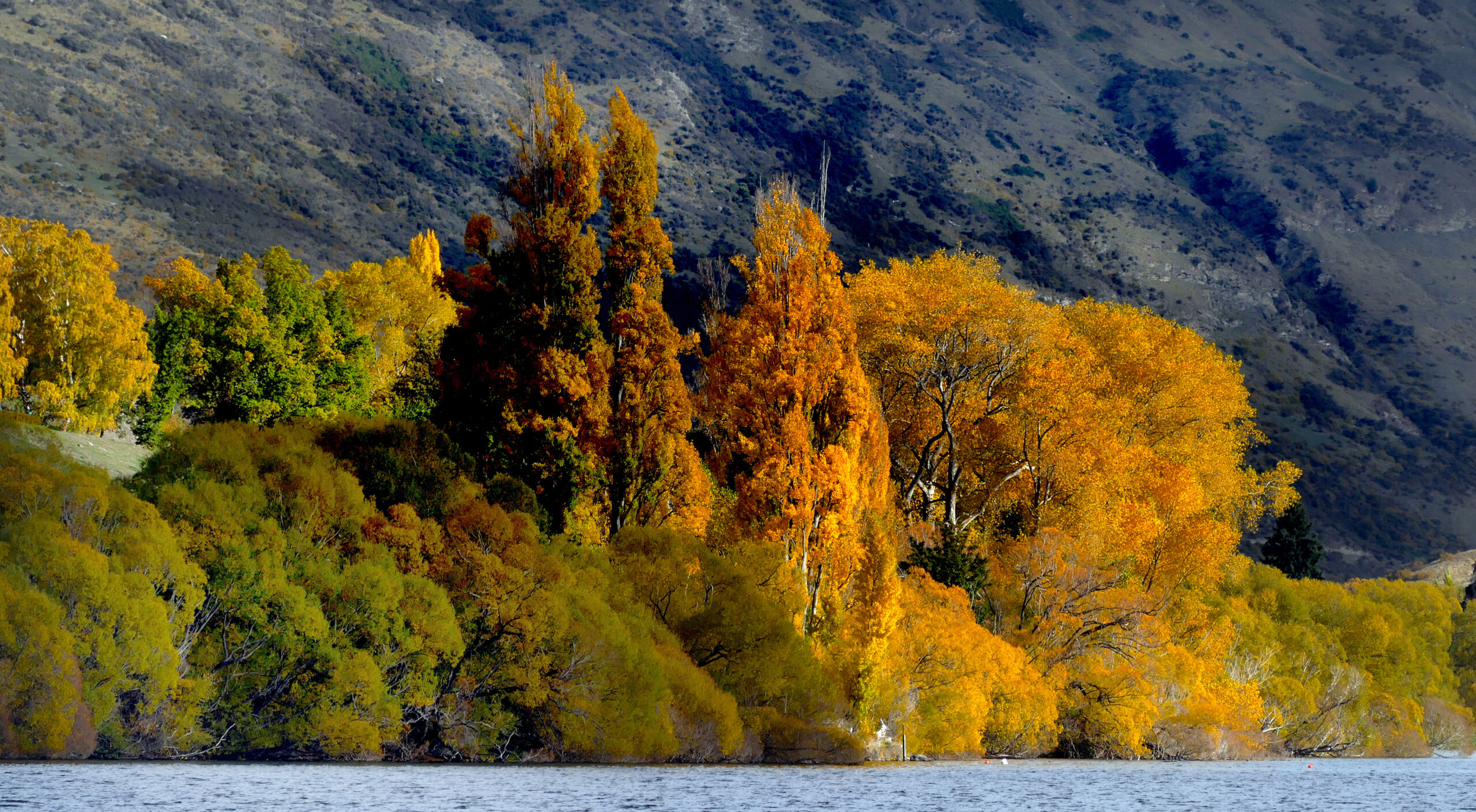 Golden autumn foliage reflected in Lake Hayes, Central Otago