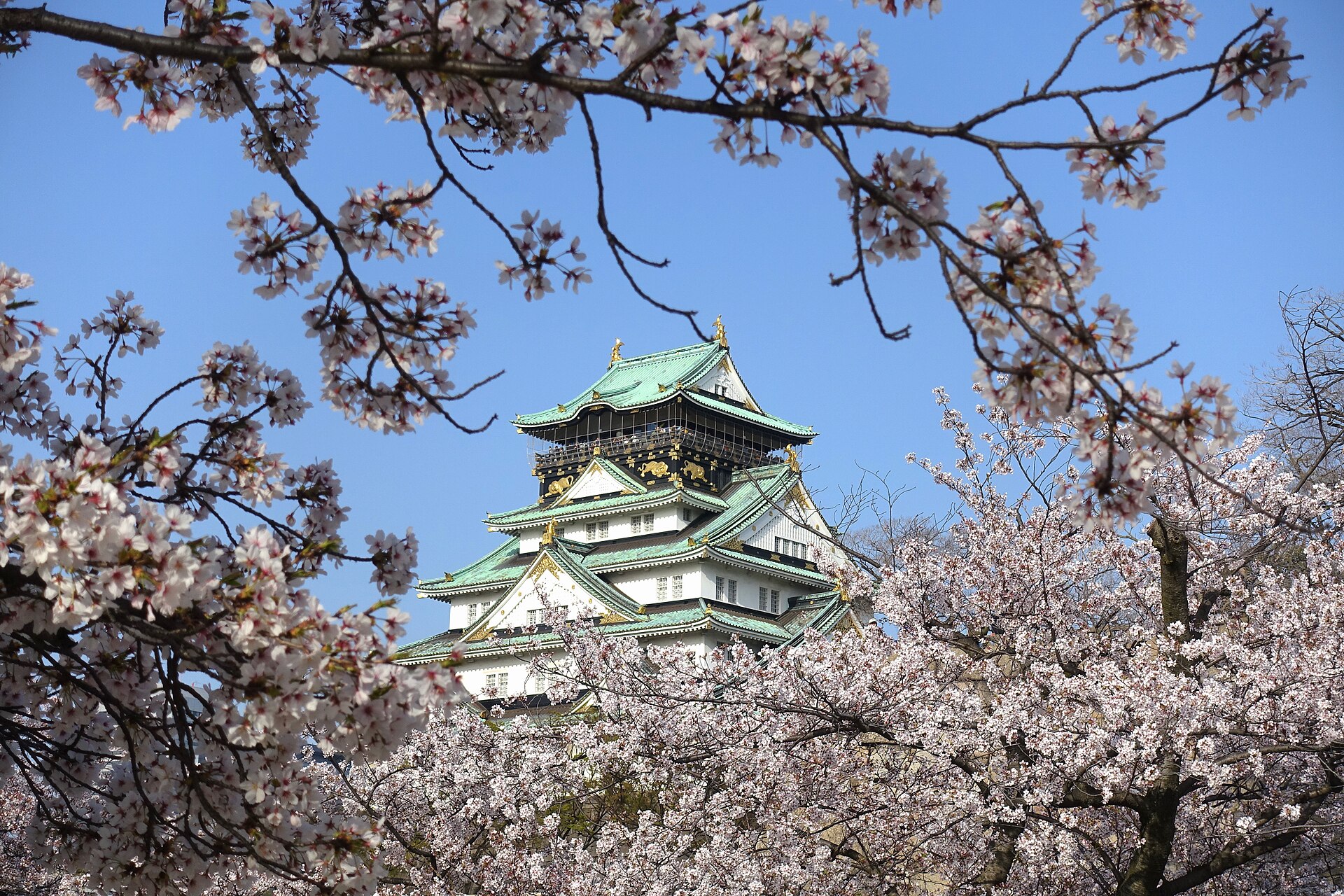 Osaka Castle framed by cherry blossom trees in spring