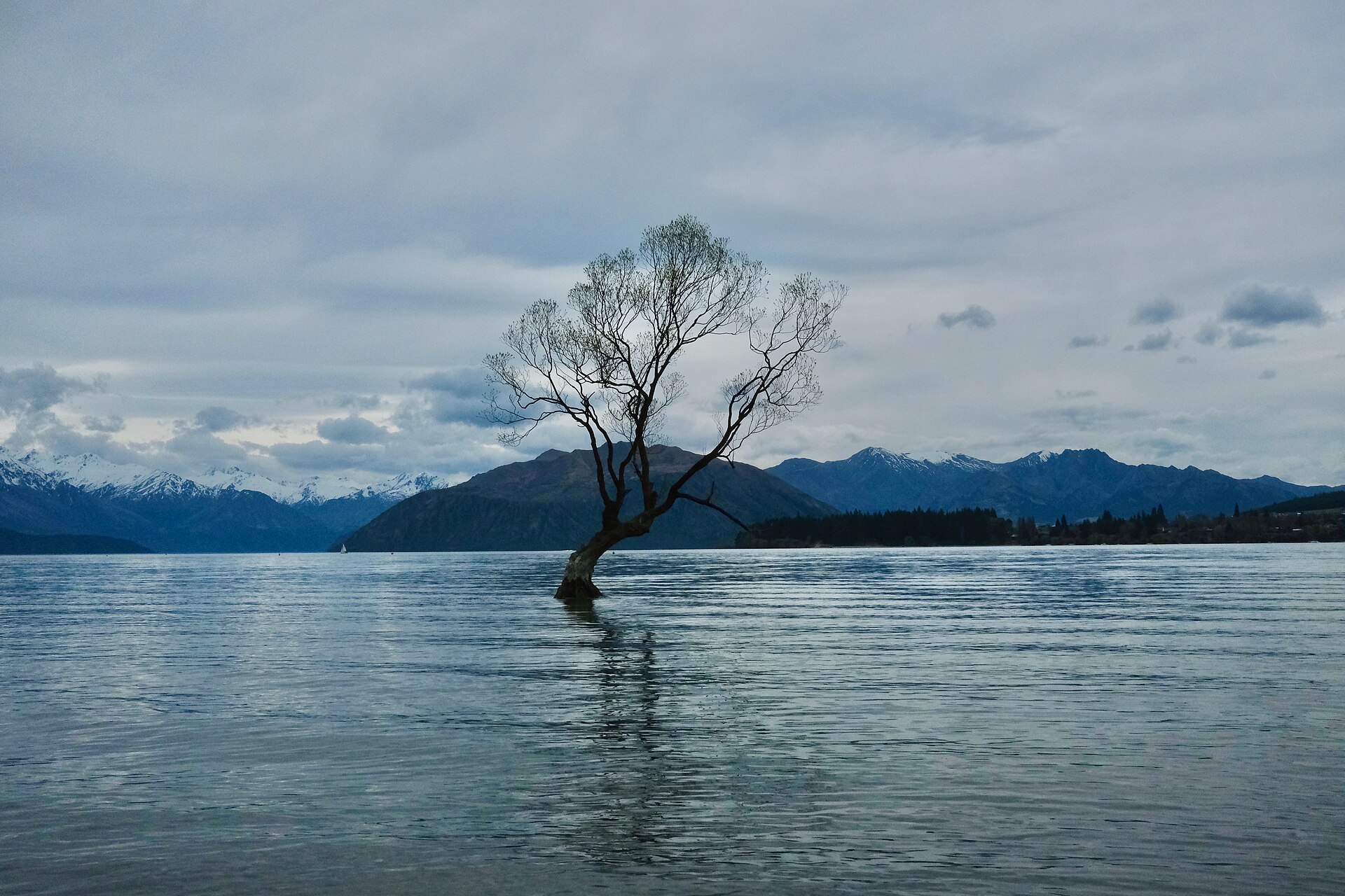 That Wanaka Tree standing in Lake Wanaka New Zealand