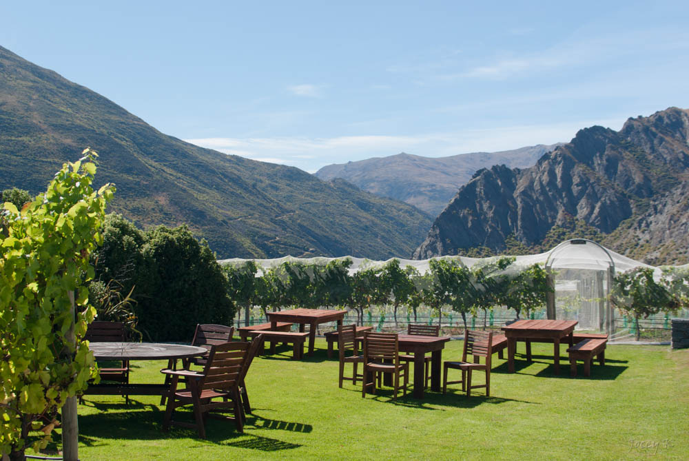 Rows of grapevines in Gibbston Valley with rugged Central Otago mountains behind