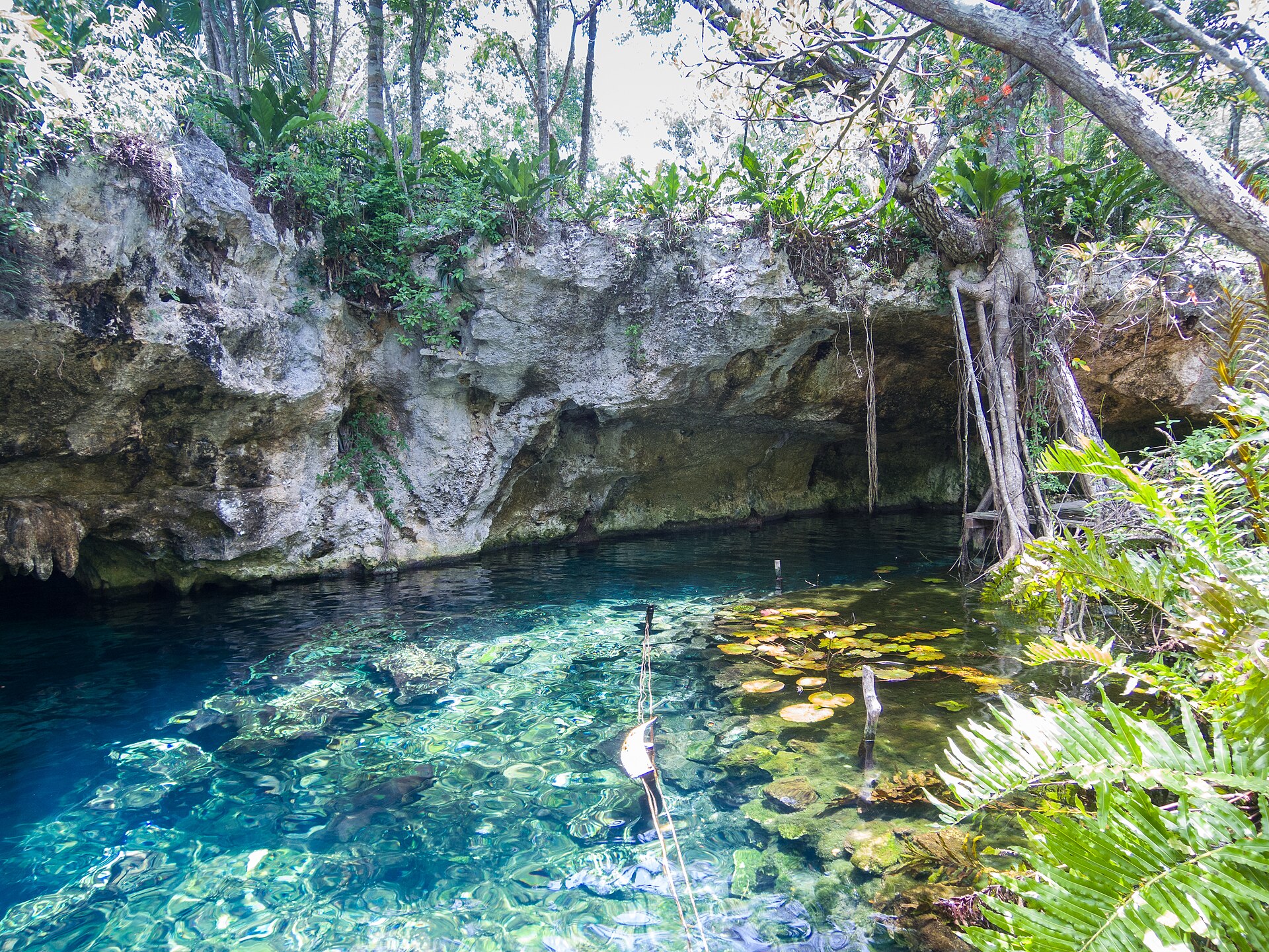 Gran Cenote near Tulum, clear freshwater pool surrounded by jungle