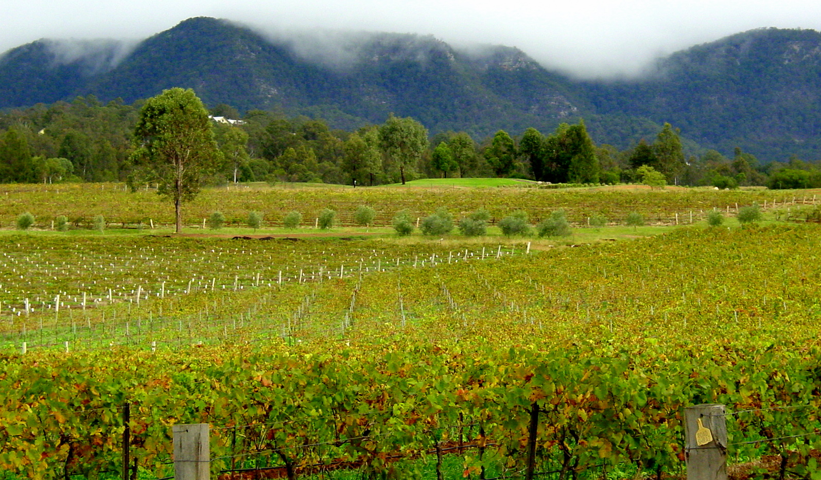 A vineyard in the Hunter Valley