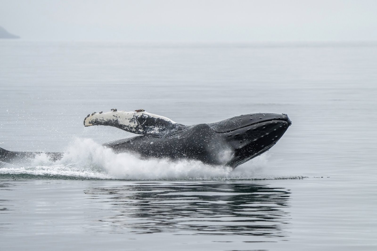 A humpback whale breaching out of the ocean