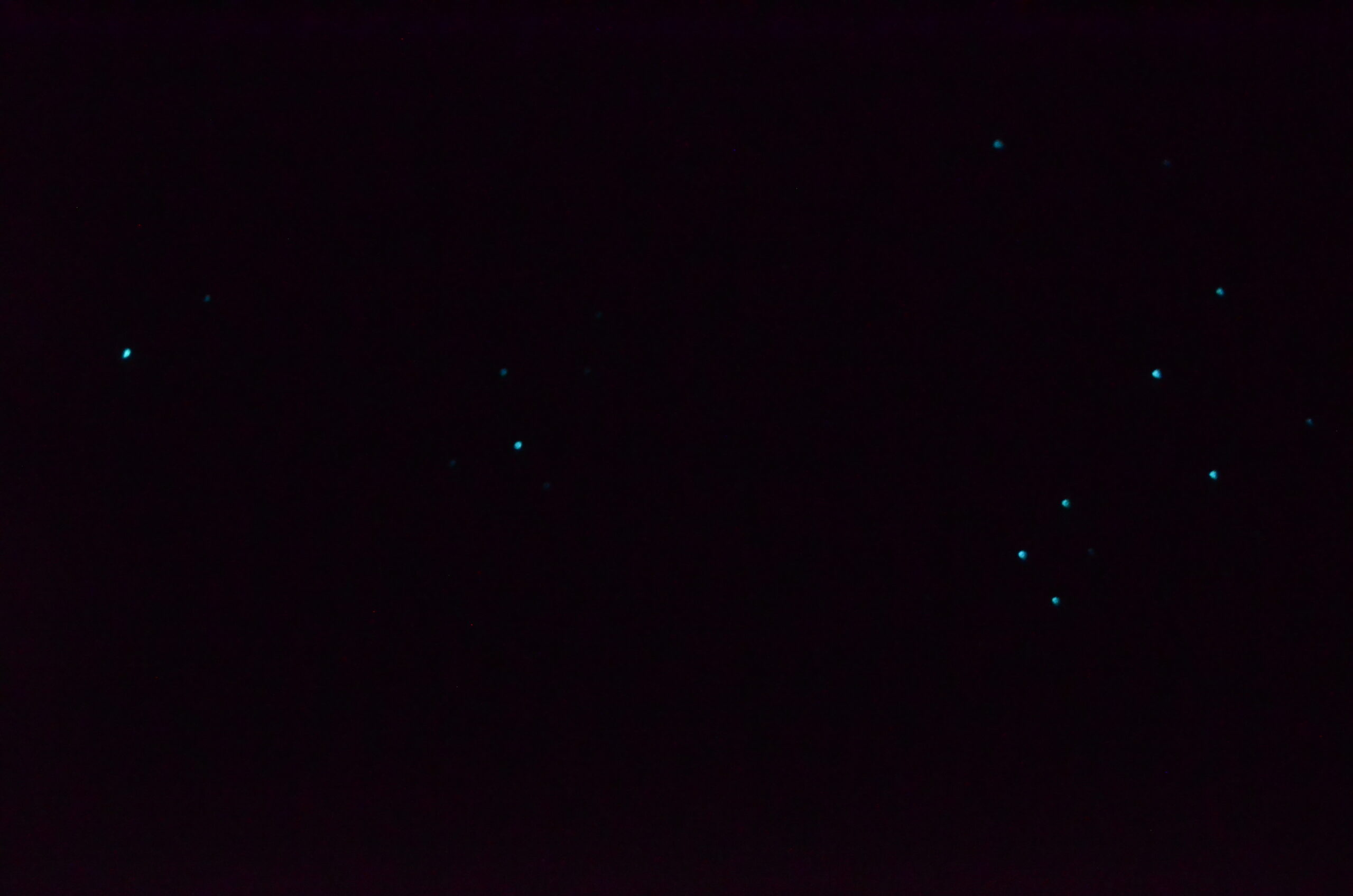 Waitomo glowworms — blue glowworm lights in the dark Ruakuri Cave