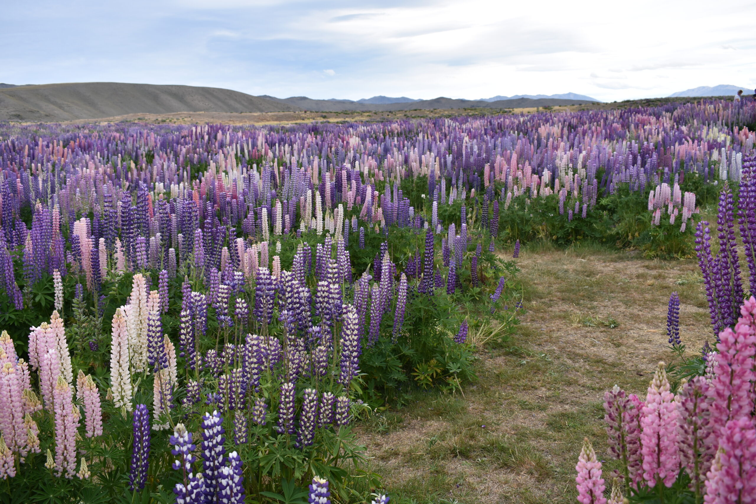 Pink and purple Russell lupins blooming near Lake Tekapo