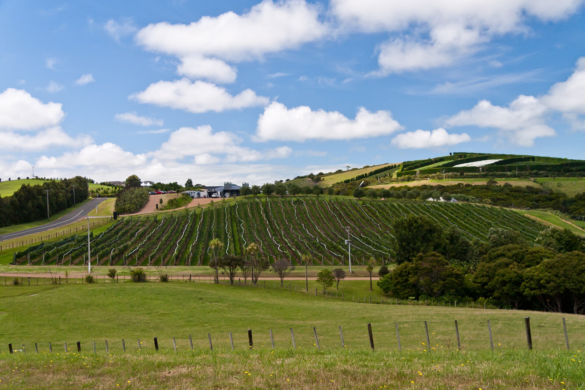 Vine rows at a vineyard on Waiheke Island