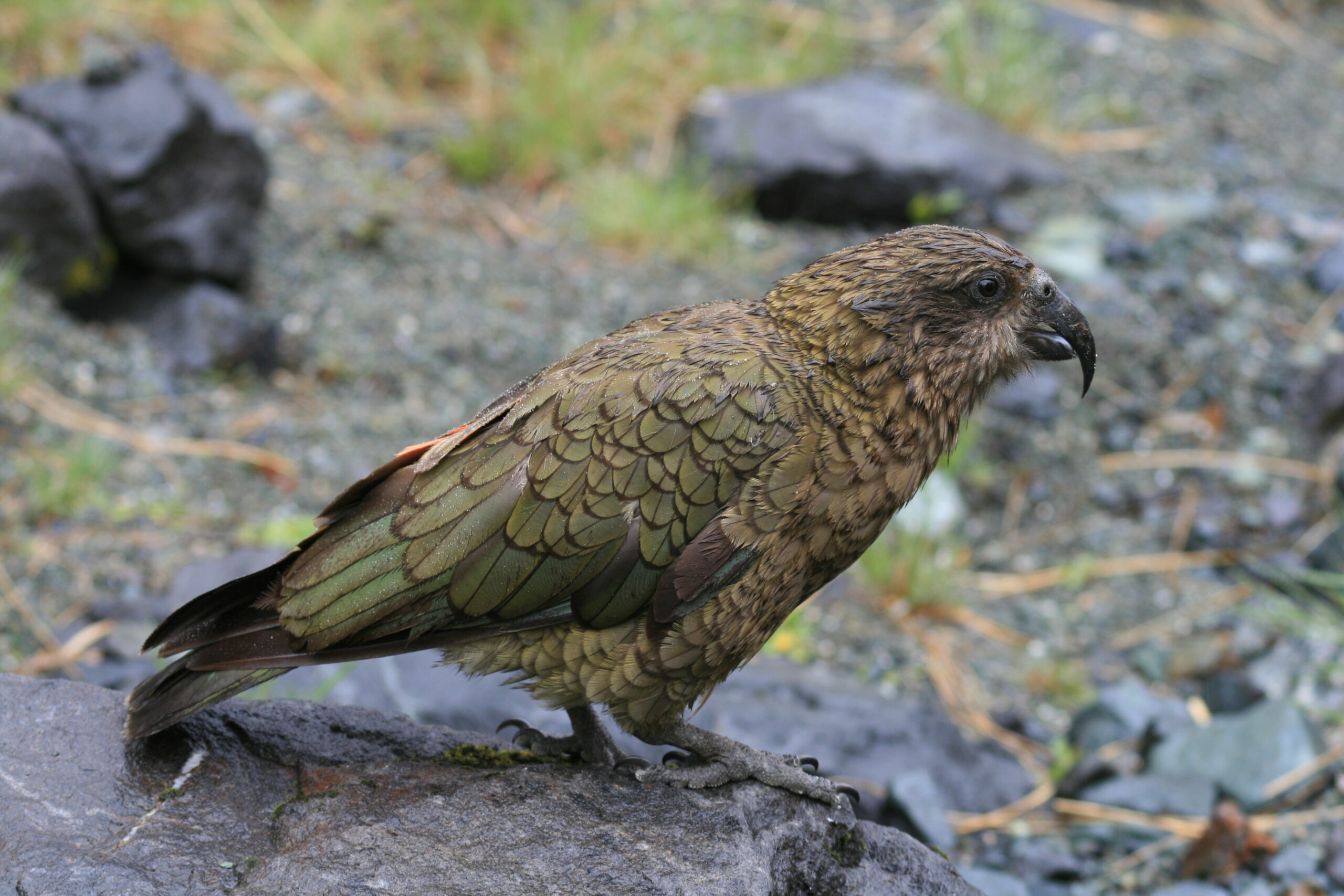 A kea, New Zealand's alpine parrot, in Fiordland