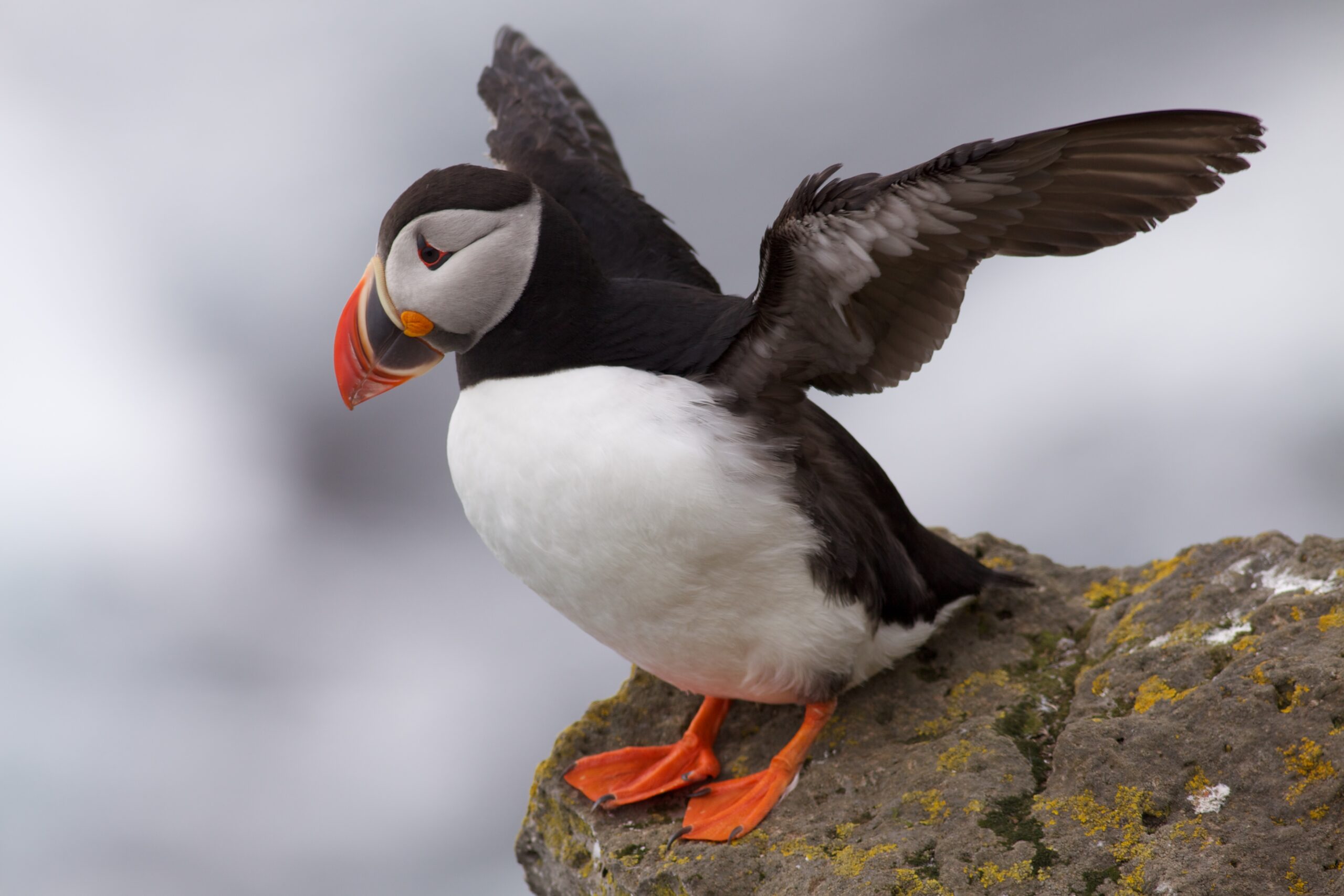 An Atlantic puffin on the cliffs at Látrabjarg Iceland