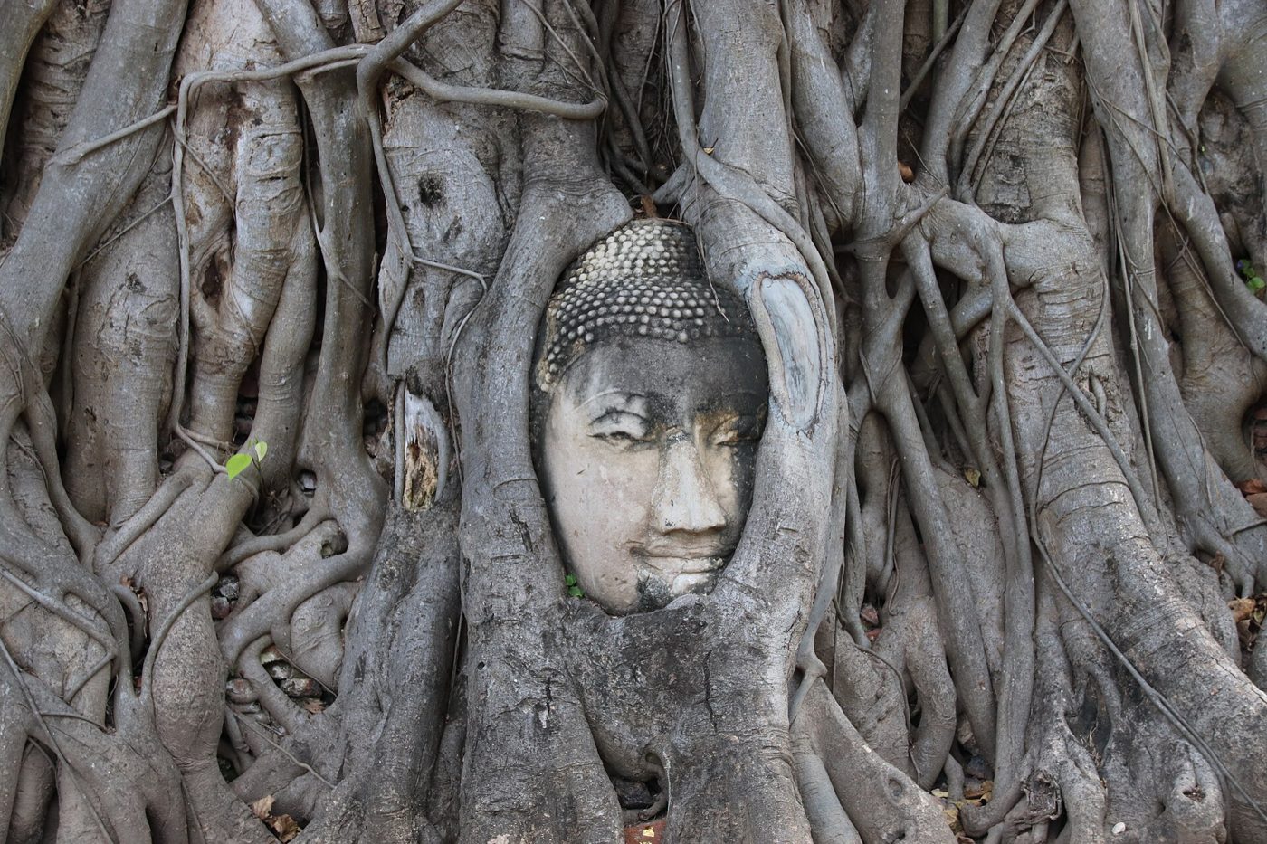 Buddha head entwined in tree roots at Wat Mahathat, Ayutthaya