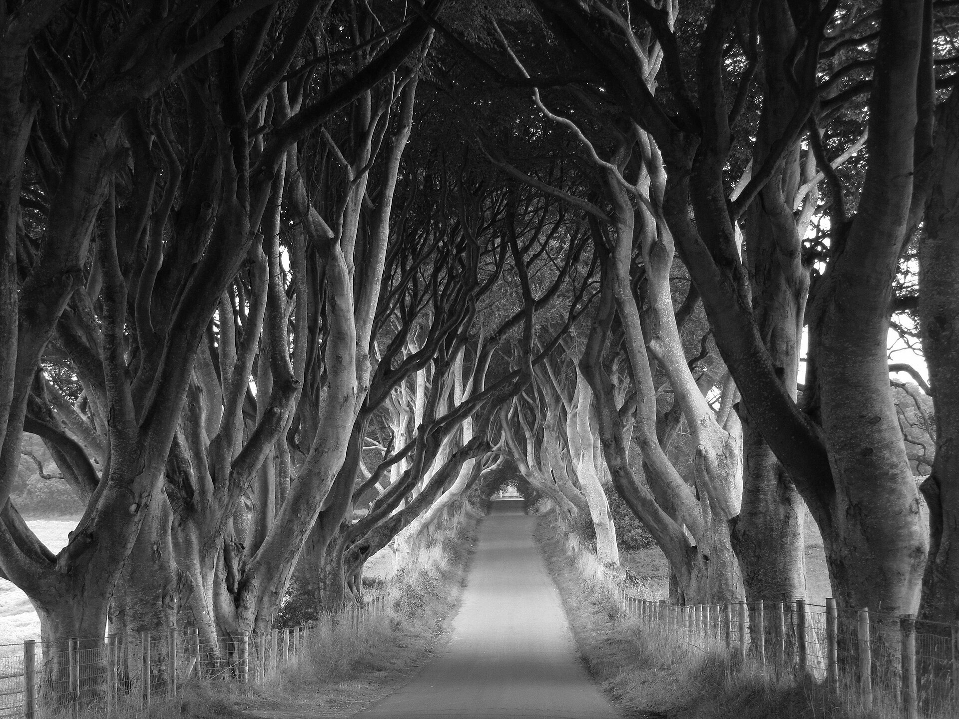 The Dark Hedges tree tunnel in black and white