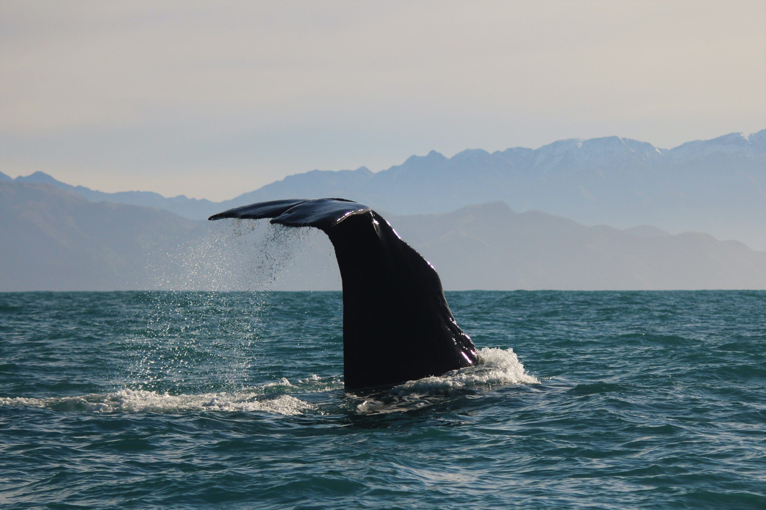 A sperm whale diving off the coast of Kaikoura