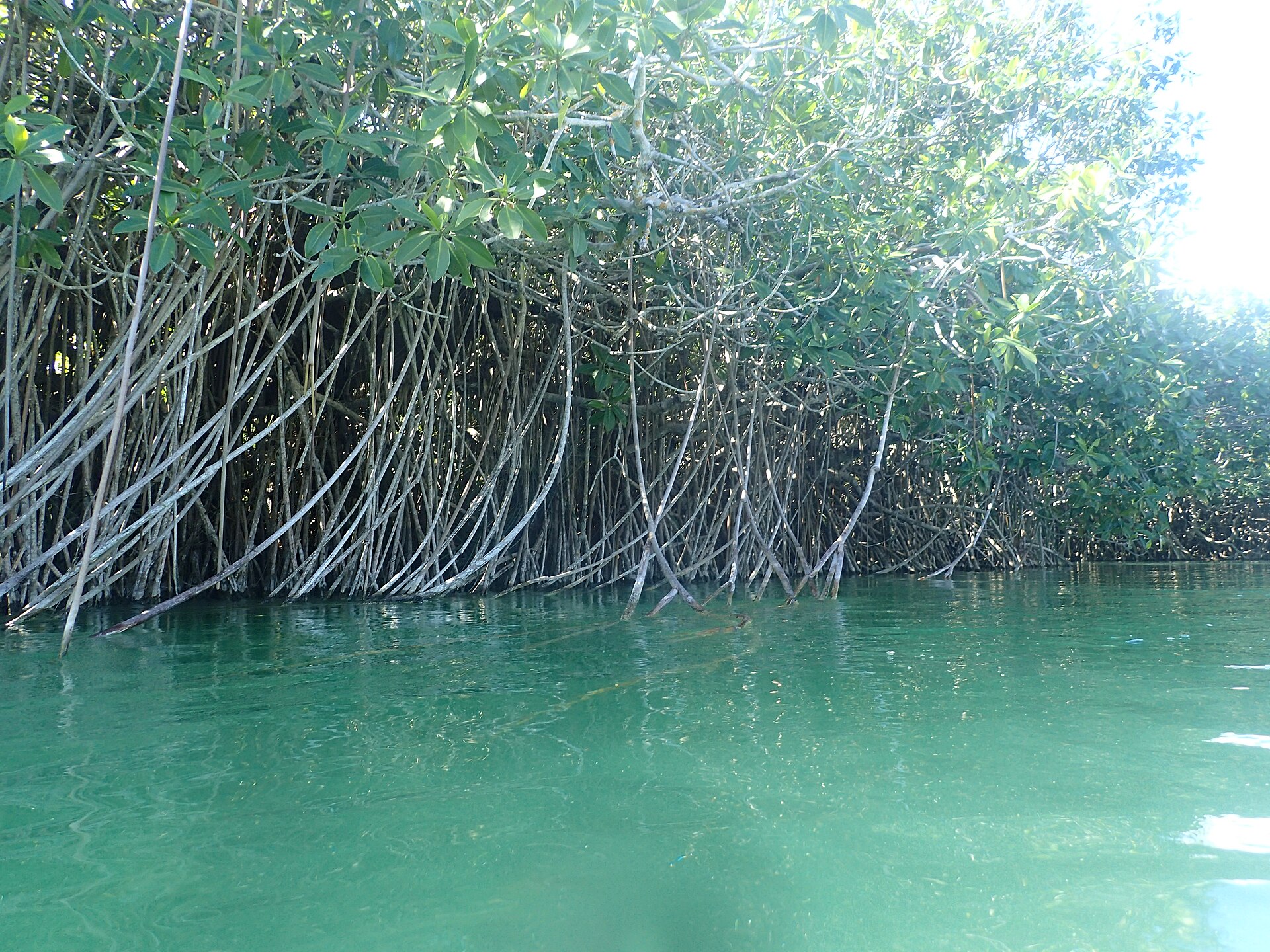 Mangroves in the Sian Ka'an Biosphere Reserve near Tulum