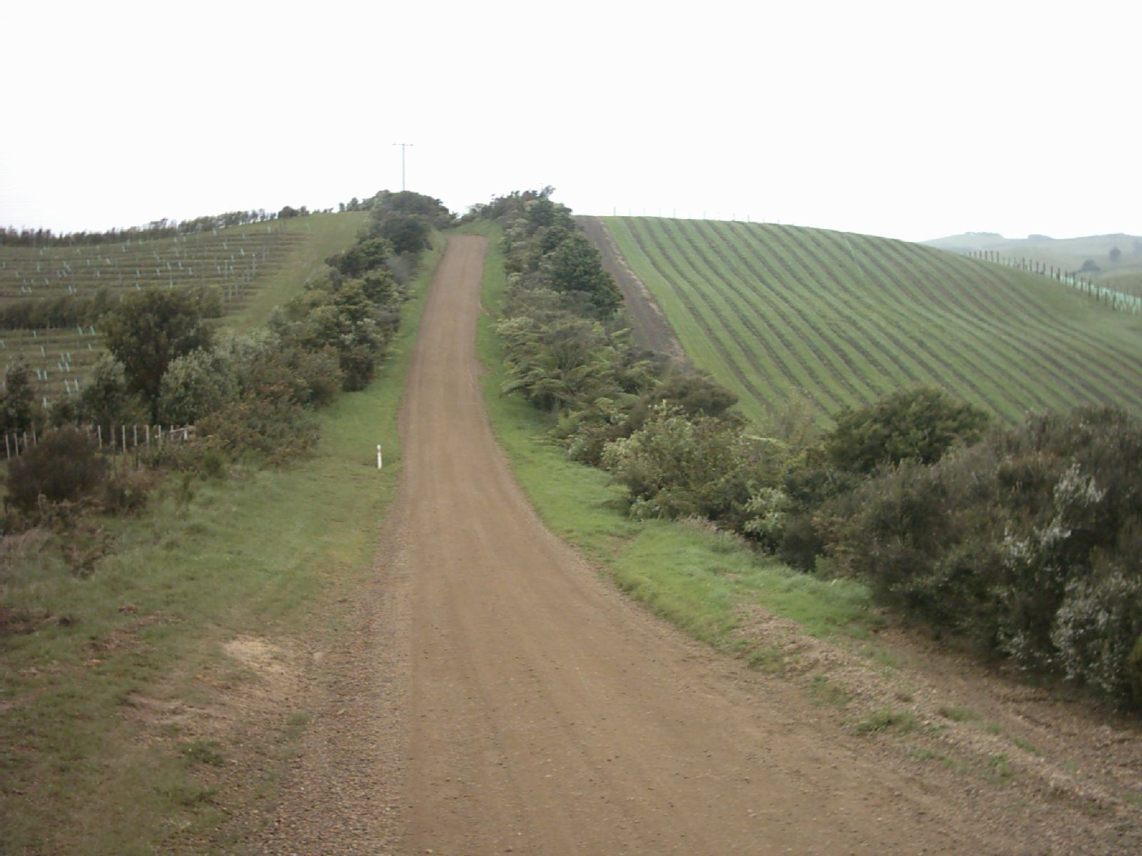 Rows of vines at a Waiheke Island vineyard
