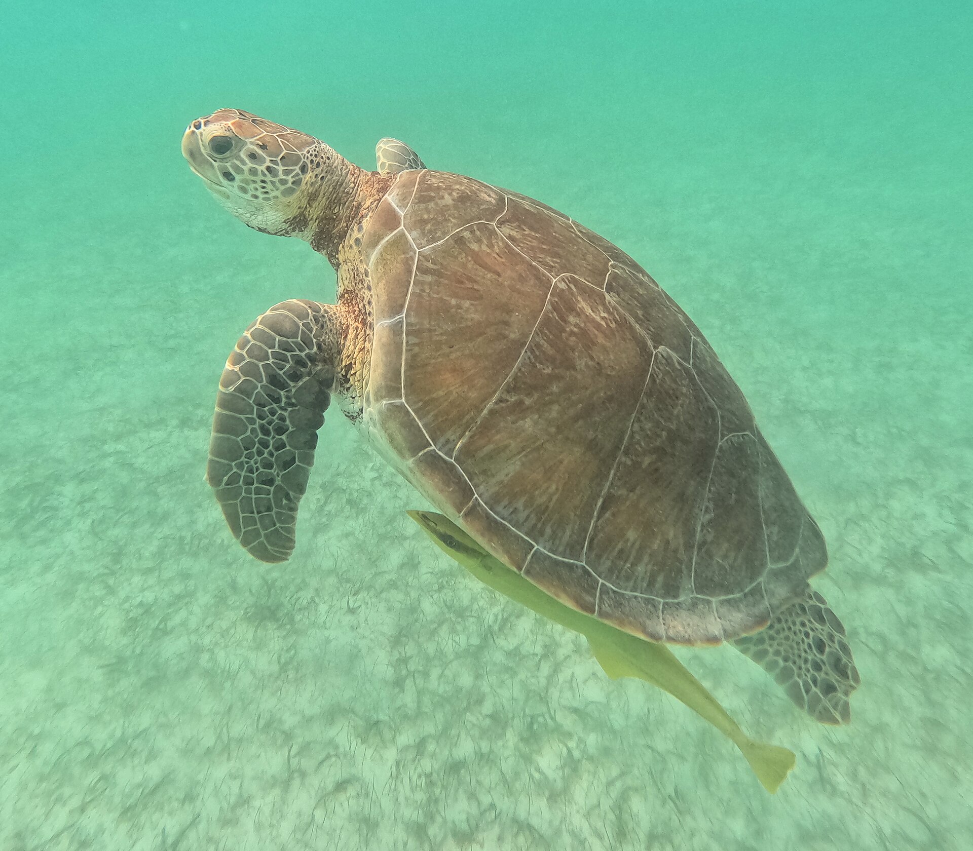 Green sea turtle swimming in Akumal Bay near Tulum