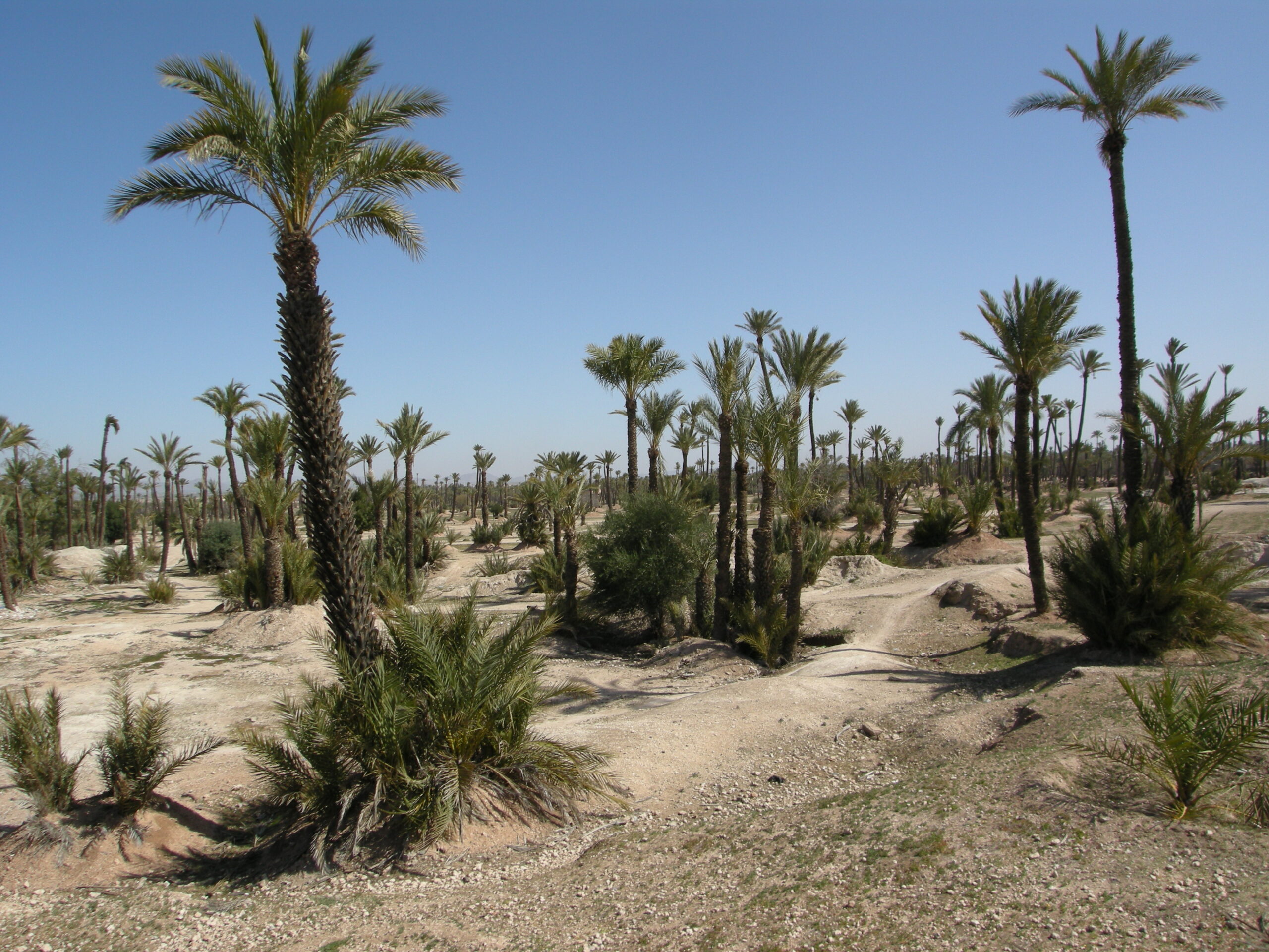 Date palms stretch across the desert soil of the Palmeraie groves outside Marrakech.