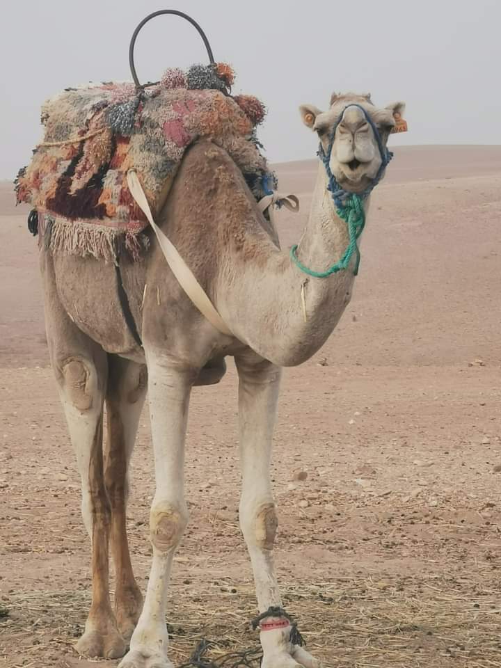Agafay Desert day trip from Marrakech: camel ride at sunset